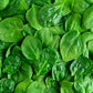 400 Monstrueux De VIROFLAY SPINACH French Spinacia Oleracea Vegetable Seeds