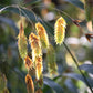 100 NORTHERN SEA OATS Grass Inland Chasmanthium Seeds