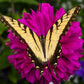 250 VIOLET QUEEN ZINNIA Elegans Purple Double Dahlia Heirloom Flower Seeds