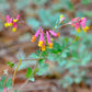 50 ROCK HARLEQUIN Pink & Yellow Corydalis Sempervirens Flower Seeds