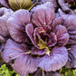 1500 RED GIANT MUSTARD Ornamental Japanese Greens Herb Vegetable Brassica Seeds