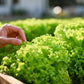 3000 Black Seeded Simpson LEAF LETTUCE Lactuca Sativa Vegetable Seeds
