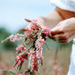 50 PINK SAINFOIN Common Onobrychis Viciifolia Holy Clover Legume Ground Cover Forage Flower Seeds