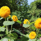 150 Double DWARF TEDDYBEAR SUNFLOWER Helianthus Annuus Yellow Flower Seeds