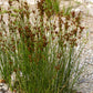 1000 SOFT RUSH (Common Rush) Juncus Effusus Ornamental Grass Seeds