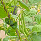 50 FRENCH Blue Lake POLE BEAN Phaseolus Vulgaris Vegetable Seeds