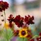 50 MAHOGANY MIDGET COREOPSIS Tinctoria Red Dwarf Flower Seeds