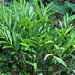 5 CARDAMON CARDAMOM Elettaria Cardamomum HERB Flower Shrub Tree Seeds