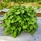 5 TRUE PATCHOULI SHRUB Fragrant Patchouly Pogostemon Cablin Herb Seeds