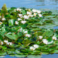 10 WHITE WATER LILY / Lily Pad / Sacred Asian Water Lotus Nymphaea Ampla Flower Seeds