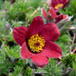 10 RED ANEMONE Pulsatilla Vulgaris PASQUE Flower Seeds