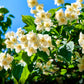 20 SWEET MOCK ORANGE English Dogwood Philadelphus Coronarius Shrub Flower Seeds