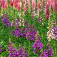 1000 Seeds MIXED FOXGLOVE Digitalis Purpurea Flower Seeds