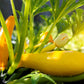 50 Early PROLIFIC STRAIGHTNECK SQUASH Yellow Summer Bush Heirloom Seeds