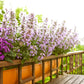 1000 HEIRLOOM CATNIP Nepeta Cataria Herb Flower Seeds
