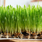 100 Common BARLEY Hordeum Vulgare Grain Grass Cover Crop Beer Seeds