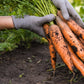 1500 TENDERSWEET CARROT Deep Orange Red Daucus Carota Vegetable Seeds