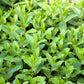 500 SPEARMINT (English Mint) Mentha Spicata Herb Flower Seeds