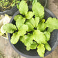 1000 BROWN MUSTARD Brassica Juncea Vegetable Herb Seeds
