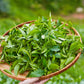 5 TEA PLANT Black & Green Drinking Tea Camellia Sinensis Evergreen Tree Shrub Flower Seeds