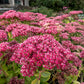 10 EMPEROR'S WAVE SEDUM Red Upright Telephium Succulent Stonecrop Flower Hylotelephium Seeds
