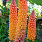 75 Mixed Colors RUSSELL LUPINE (Streamside, Bigleaf, Garden, or Washington Lupine) Lupinus Polyphyllus Flower Seeds