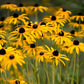 2000 BLACK EYED SUSAN Rudbeckia Hirta Yellow Heirloom Native Flower Seeds