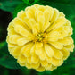 250 ISABELLINA ZINNIA Elegans Pastel Light Yellow Double Heirloom Flower Seeds