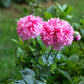 250 Bombast ROSE PEONY POPPY Papaver Peoniflorum Flower Seeds