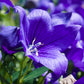 500 TELHAM BEAUTY BELLFLOWER Blue Peach Leaved Campanula Persicifolia Flower Seeds