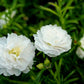 100 White PORTULACA Grandiflora / MOSS ROSE Succulent Flower Seeds