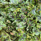50 HEUCHERA Americana CORAL BELLS Dale's Strain American Alumroot Flower Seeds