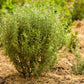 100 ROSEMARY Rosmarinus Officinalis Herb Flower Seeds
