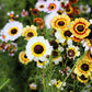 250 TRICOLOR PAINTED DAISY (Pyrenthrum Daisy) Chrysanthemum Carinatum Flower Seeds