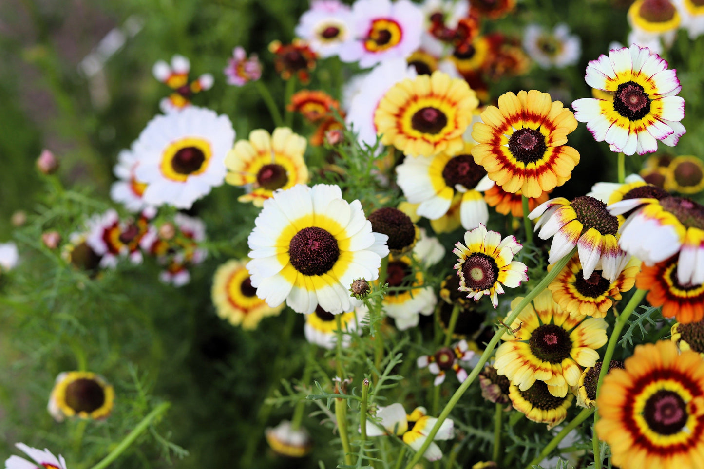 250 TRICOLOR PAINTED DAISY (Pyrenthrum Daisy) Chrysanthemum Carinatum Flower Seeds