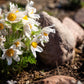 25 WHITE ANEMONE Pulsatilla Vulgaris PASQUE flower Seeds