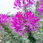 100 VIOLET QUEEN CLEOME Hassleriana Cleome Spinosa Purple Spider Flower Seeds