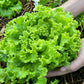 3000 Loose Leaf Green GRAND RAPIDS LETTUCE Lactuca Sativa Vegetable Seeds