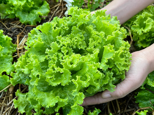 3000 Loose Leaf Green GRAND RAPIDS LETTUCE Lactuca Sativa Vegetable Seeds