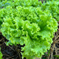 3000 Loose Leaf Green GRAND RAPIDS LETTUCE Lactuca Sativa Vegetable Seeds