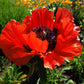 1000 MIXED Colors ORIENTAL POPPY Papaver Orientale Flower Seeds
