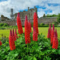 25 RED LUPINE 'My CASTLE' Lupinus Polyphyllus Scarlet Russell Lupin Band of Nobles Series Flower Seeds