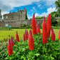 25 RED LUPINE 'My CASTLE' Lupinus Polyphyllus Scarlet Russell Lupin Band of Nobles Series Flower Seeds