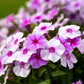 20 MEADOW PHLOX Maculata Mixed Colors Wild Sweet William Native Hummingbird Flower Seeds