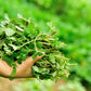 300 Organic GOLDEN PURSLANE Portulaca Sativa Vegetable Herb Yellow Flower Seeds