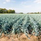 800 AMERICAN FLAG LEEK (Large Leek) Allium Porrum Vegetable Seeds
