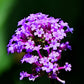 250 COMMON VERVAIN Verbena Officinalis European Herb Pink Purple Flower Seeds