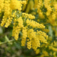10 GOLDEN MIMOSA Acacia Baileyana Yellow Wattle Tree Flower Seeds