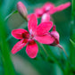 20 PAINTED PETALS FREESIA Mixed Colors Anomatheca Laxa Red Blue Pink White Purple Flower Seeds