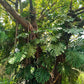5 Organic SPLIT LEAF PHILODENDRON Monstera Deliciosa Swiss Cheese Plant Vine Seeds